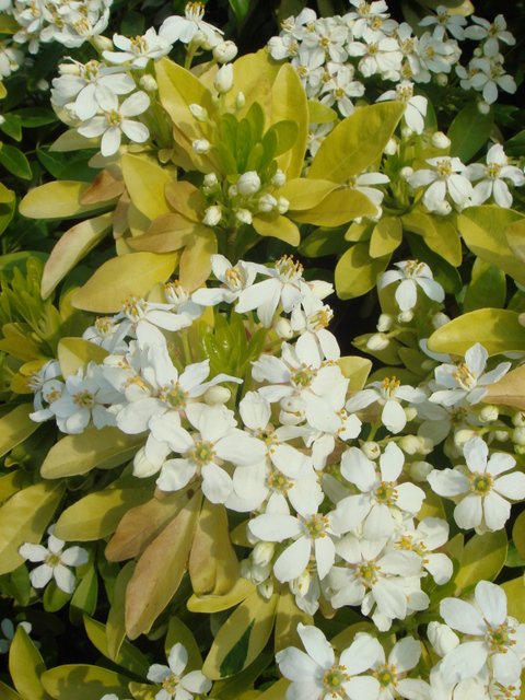 Choisya ternata 'Sundance' fleur